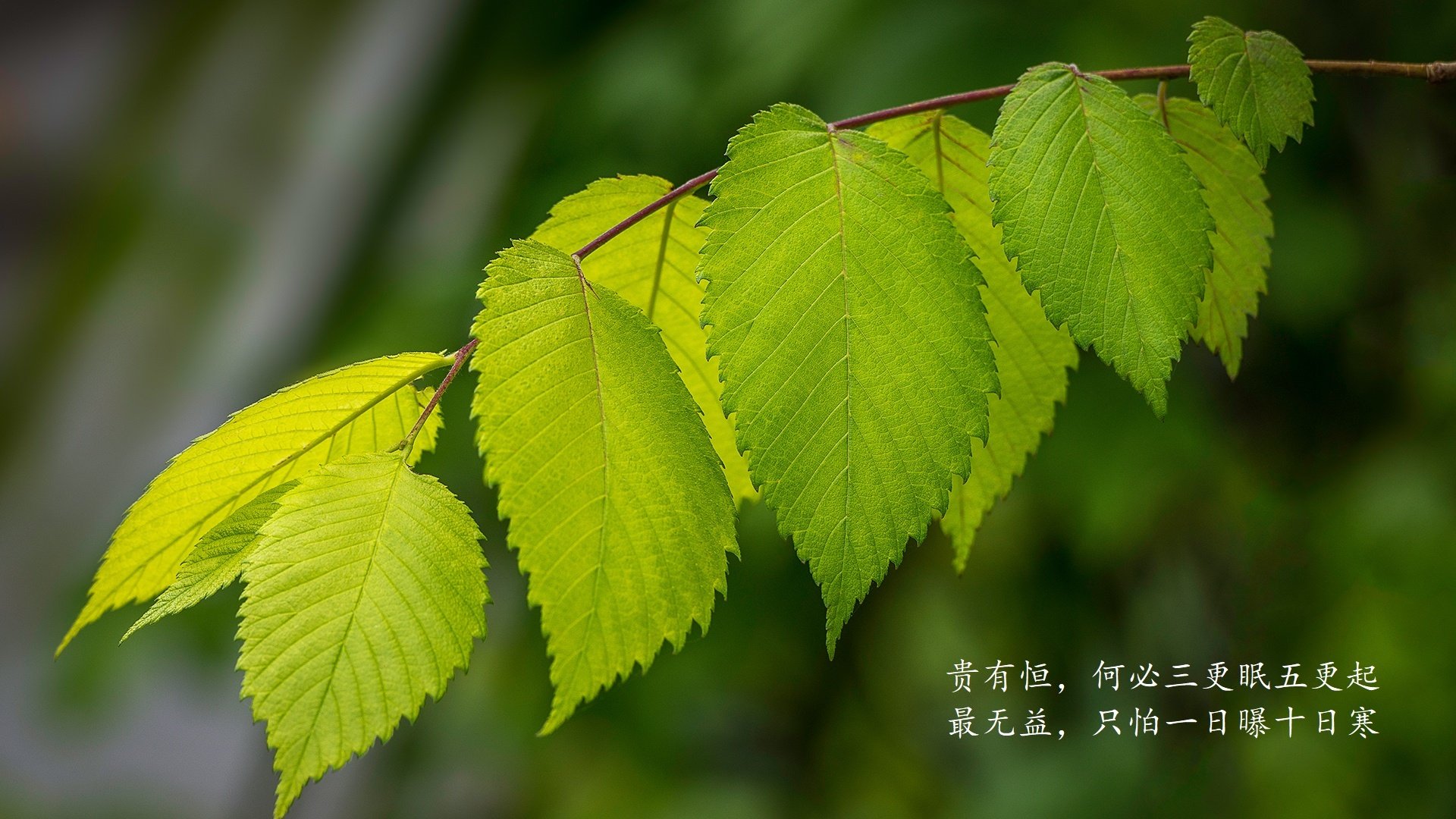 开云网页版-青少年篮球“未来之星”培训项目持续扩大，培育多元化人才，十堰未来之星篮球培训
