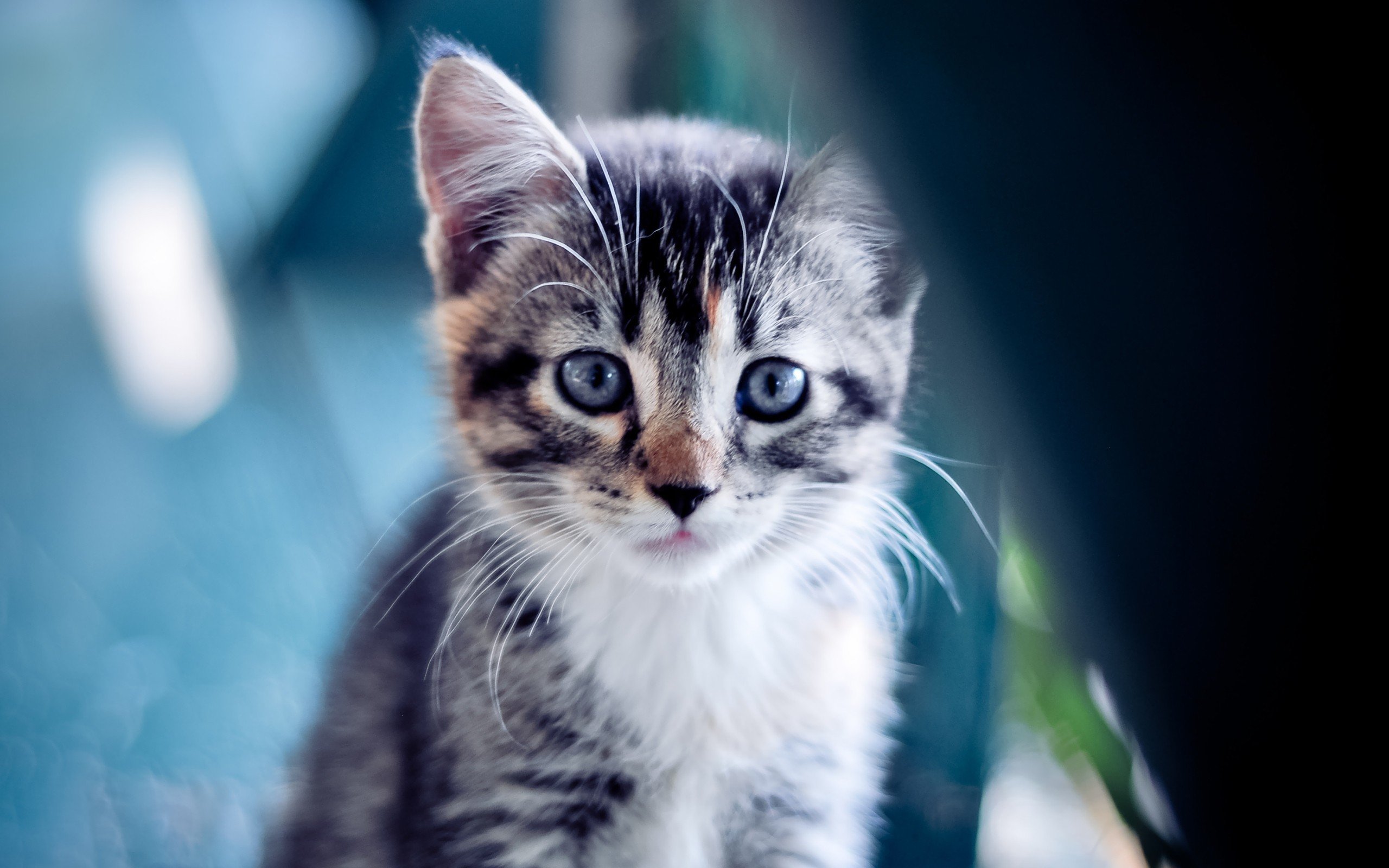 猛龙失利西亚卡姆表现一般，猛龙西卡亚姆能力