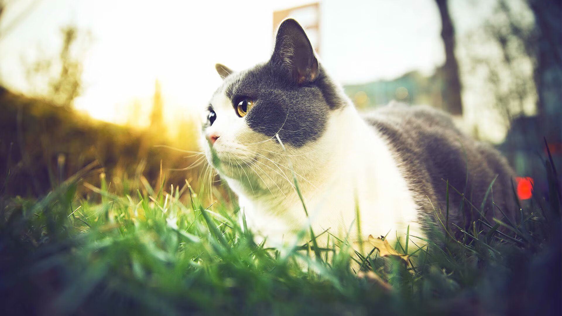 CBA球队强化训练计划 提升整体实力，cba篮球训练