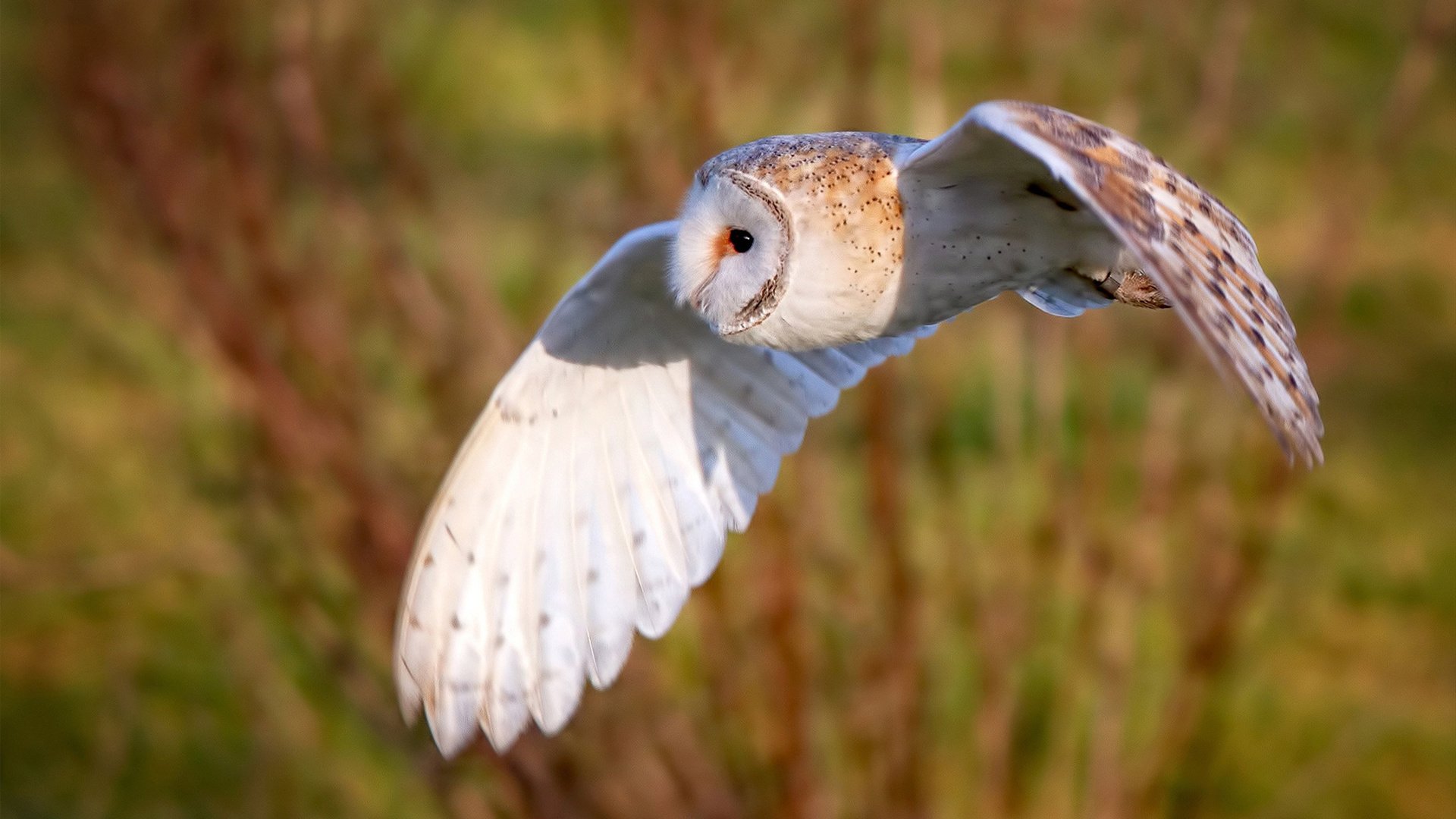 中国香港队赛制研究:如何在团体赛中保持优势与战术灵活性,香港队再添一枚金牌