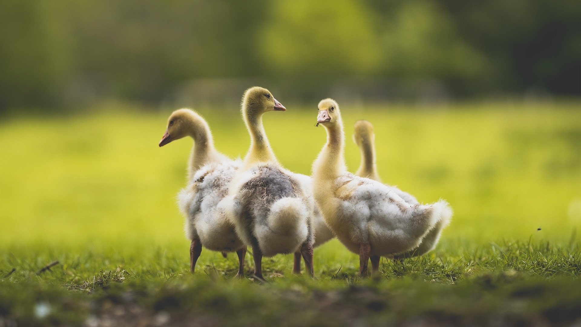 后卫如何在快节奏中找到内线传球窗口，后卫怎么传球给中锋