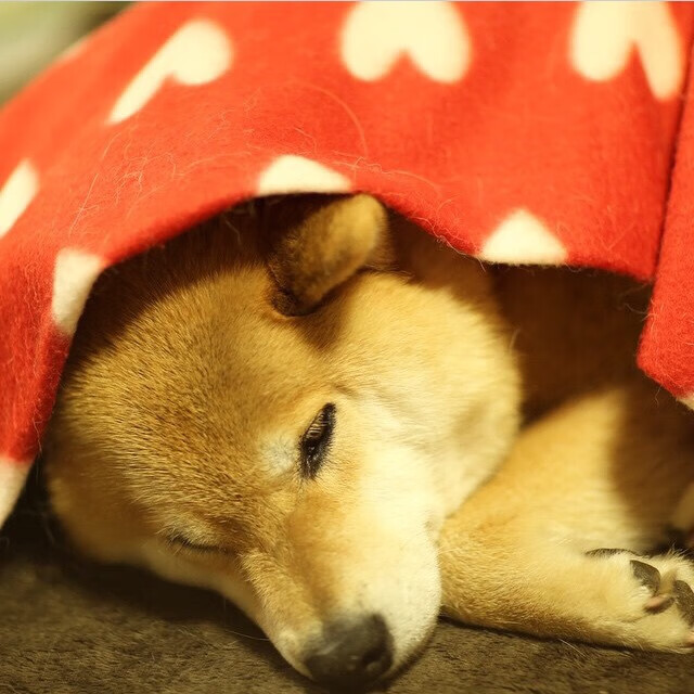 kaiyun登录入口-瑞典乒乓球队未来发展：从战略深度到战术创新，瑞典乒乓球的兴衰