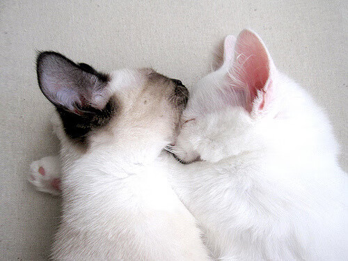 开云官网APP下载-自由搏击训练体系日趋完善，自由搏击的要领