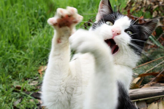 KAIYUN 中国大陆-公牛宣布完成内部续约保持核心稳定，公牛签约