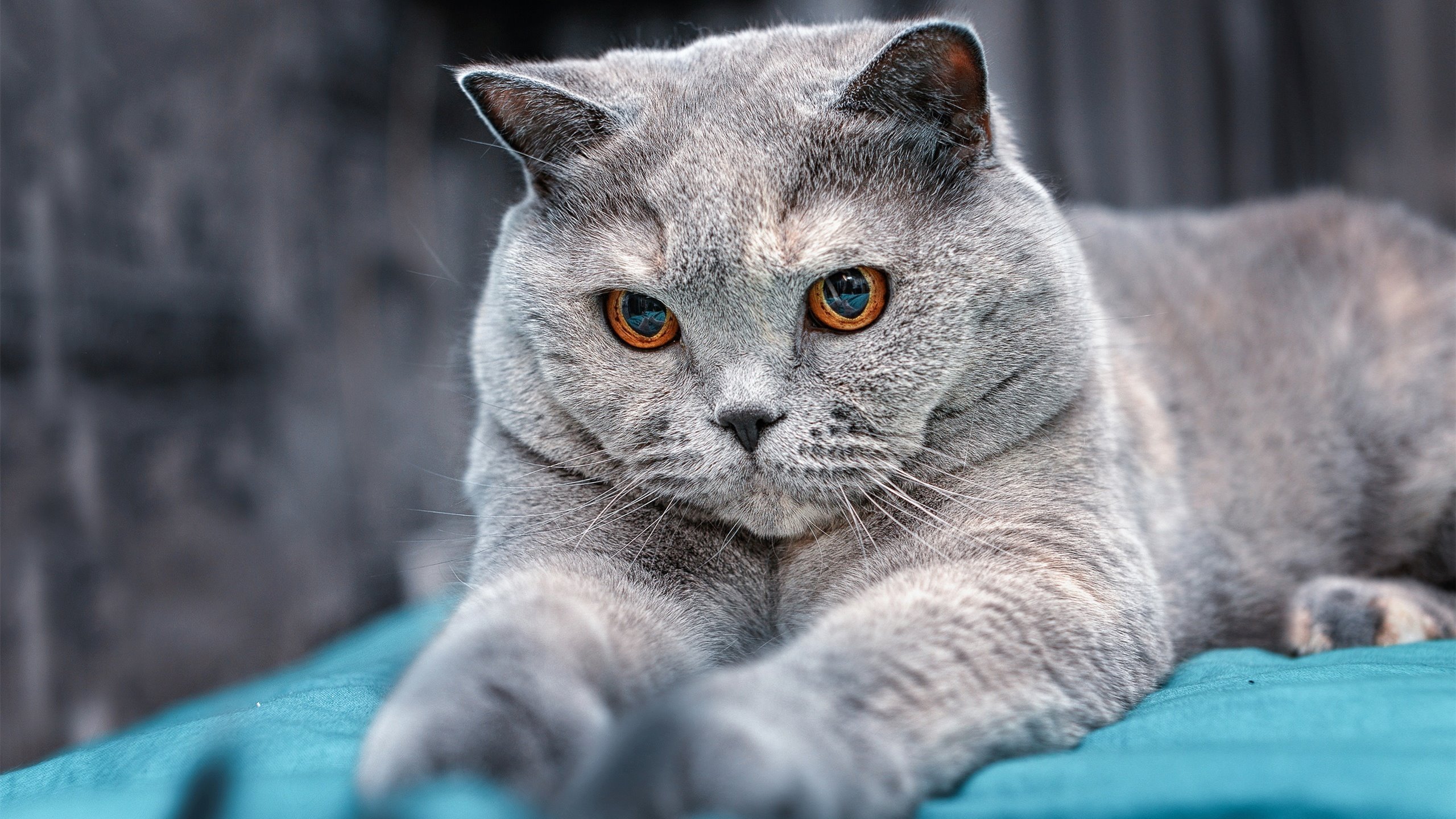 国王更衣室氛围视频曝光暖胃，国王穿新衣