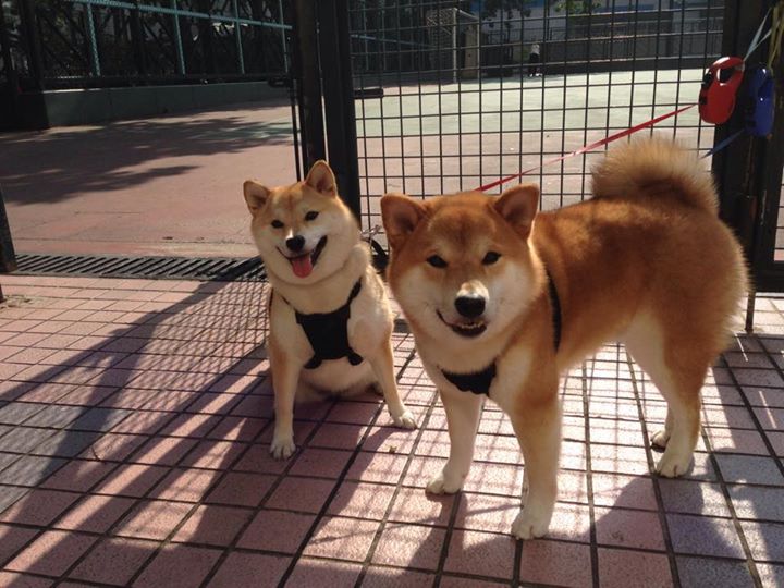 kaiyun.com-斯洛伐克男篮在欧洲大赛中奋勇追梦，迎接新辉煌，斯洛伐克阵容欧洲杯