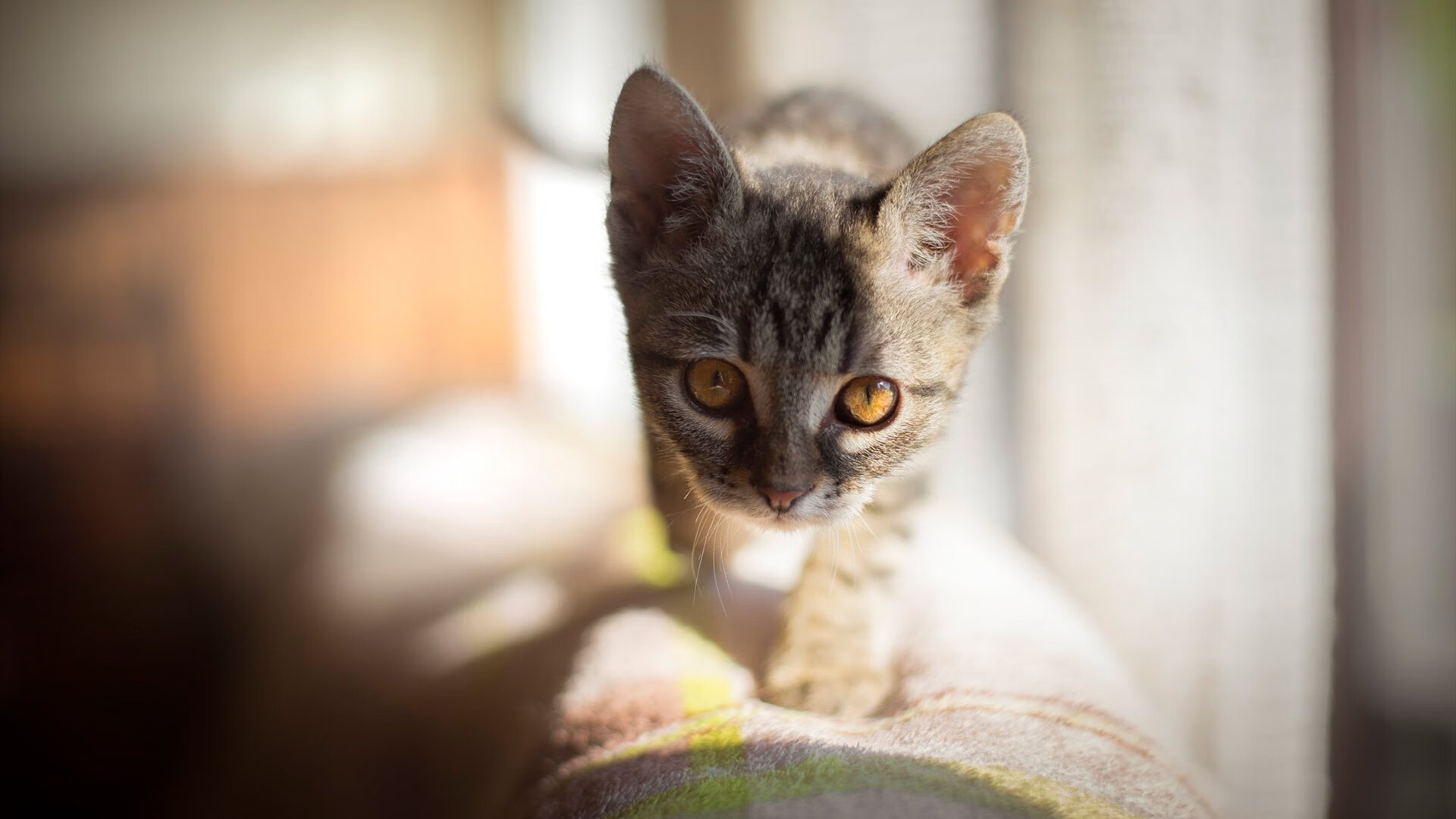 特色足球IP牵手主流品牌,带动多领域合作发展,足球品牌介绍