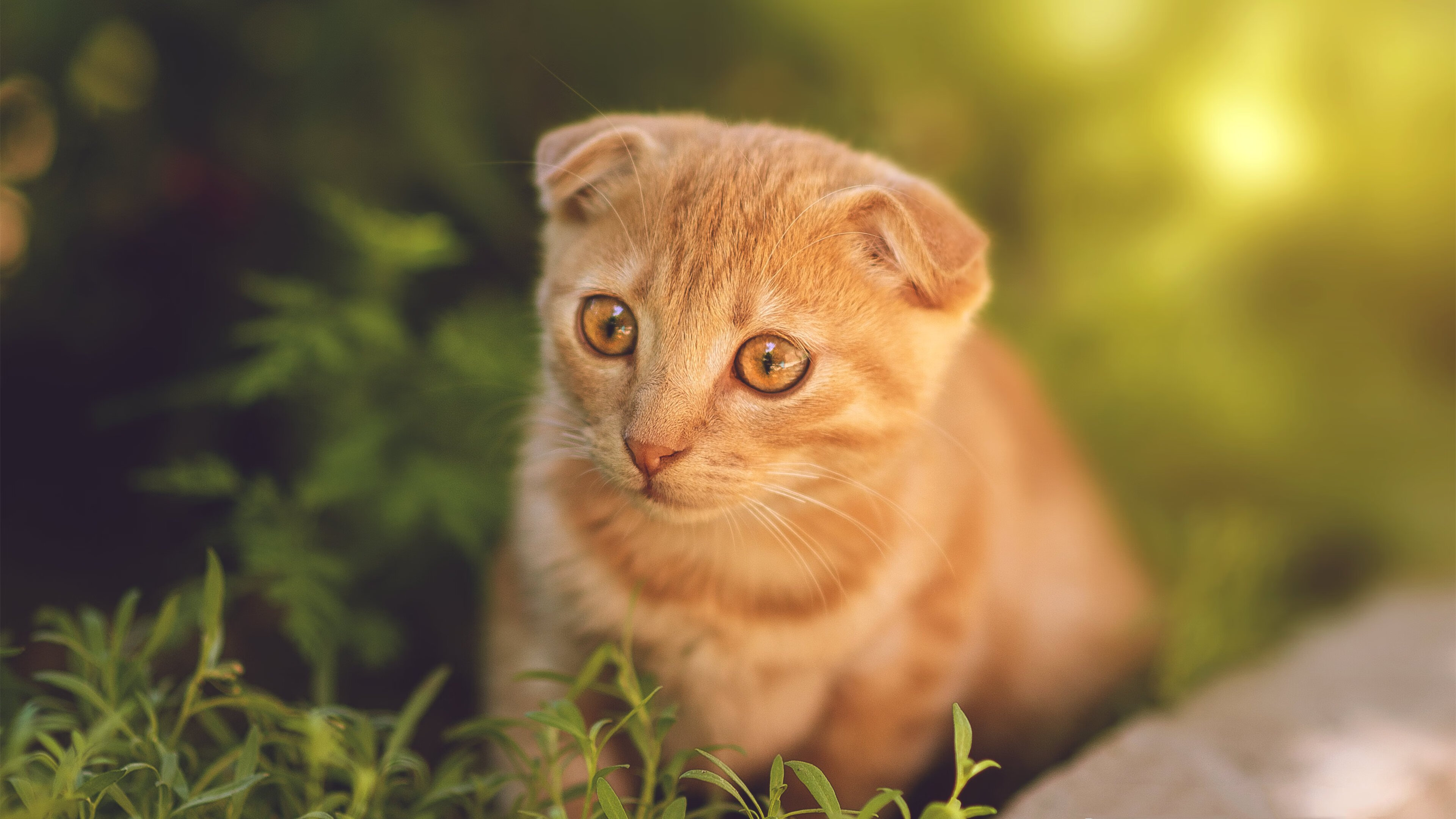 kaiyun中国官方网站-篮球教练员资格证考试内容更新强化实战与理论结合，篮球教练员证考试内容